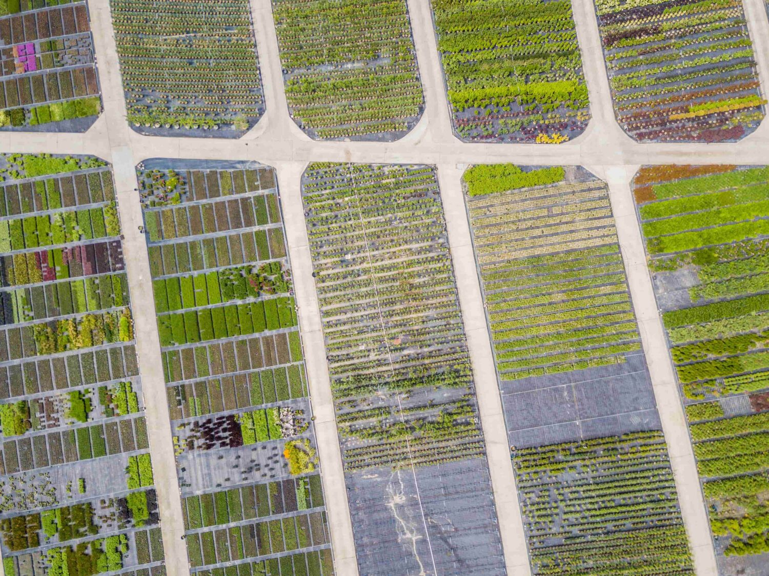 Aerial view of rows of cultivated young plants in
